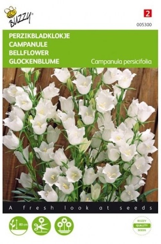 Campanula persicifolia zvonček Pure White cca. 0,15 g